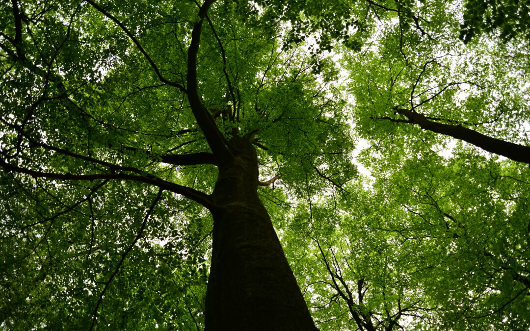 gronding belangrijk om goed te kunnen aarden en je lijf te bewonen