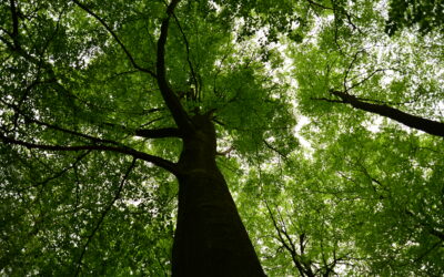 5 praktische oefeningen om goed te gronden